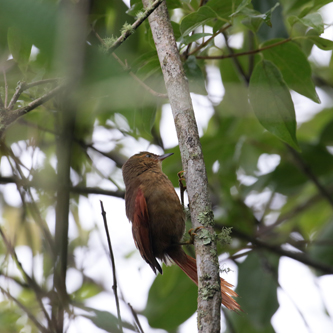 Tawny-winged Woodcreeper